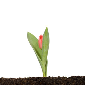 Designing your Programme